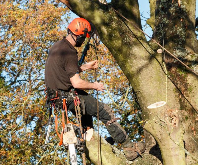 L'&eacute;lagage des arbres &agrave; Istres, conseils pour un entretien optimal
